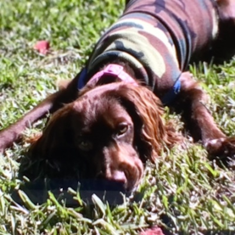 Meet your Posher, Riley